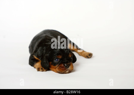 Cavalier King Charles Spaniel cucciolo nero e marrone 13 giorni Foto Stock