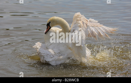 La balneazione Swan per mantenere le piume in forma superiore Foto Stock