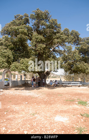 Israele Bassa Galilea La tomba di Rabbi Aba Halafta Monte Tabor quercia Quercus ithaburensis stimato a 600 anni Foto Stock