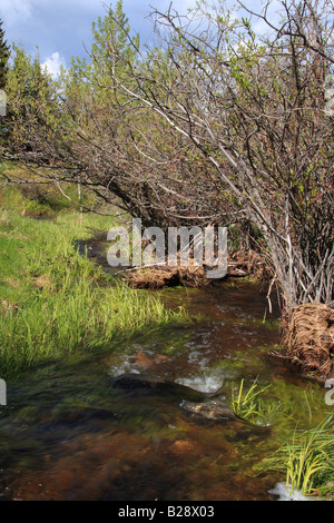 Insenature rigonfiata a Kananaskis Country, Alberta Foto Stock