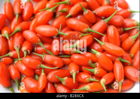 Fresh Goji bacche. 19-lug-2008 Foto Stock