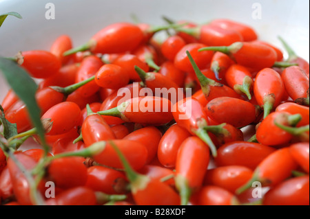 Fresh Goji bacche. 19-lug-2008 Foto Stock