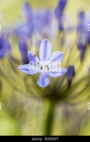 Agapanthus. African giglio azzurro nella luce del mattino Foto Stock