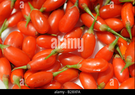 Fresh Goji bacche. 19-lug-2008 Foto Stock