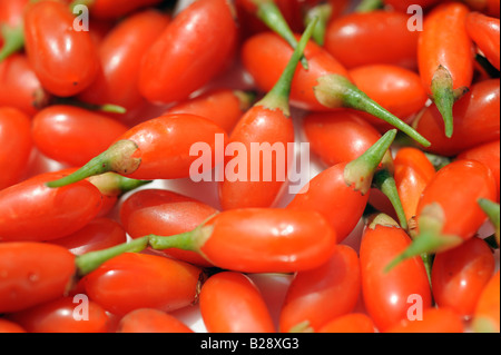 Fresh Goji bacche. 19-lug-2008 Foto Stock