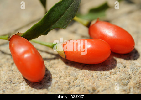 Fresh Goji bacche. 19-lug-2008 Foto Stock