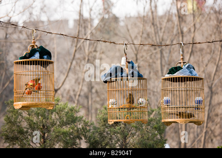 Ridendo tordi appendere in gabbie in un parco centrale di Xian Cina Foto Stock