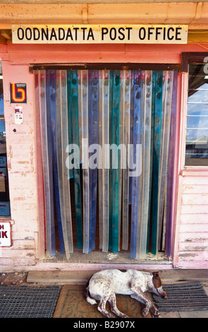 Sleeping cane con osso Australia Foto Stock