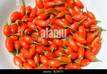 Fresh Goji bacche. 19-lug-2008 Foto Stock