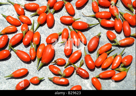 Fresh Goji bacche. 19-lug-2008 Foto Stock