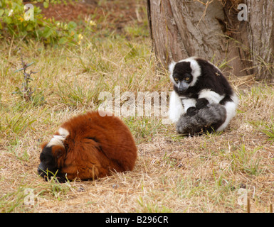 Bianco e nero lemure Ruffed è alla ricerca sul sonno rosso lemure Ruffed Focus sul bianco e nero lemure Ruffed Foto Stock