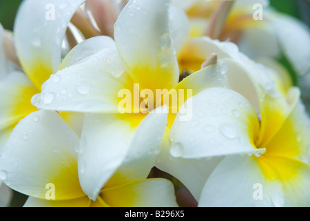 Macro shot di Plumeria nome comune Frangipani o Plumeria Alba La Plumeria fiore è utilizzato nelle Hawaii per rendere ilo Foto Stock