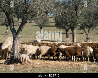 Gregge di pecore alimentazione da alberi di olivo in Alentejo. Crato, Potalegre, Alentejo, Portogallo Foto Stock