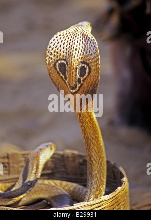 Cobra con cappuccio dello stato di Goa India Data 15 06 2008 Ref ZB548 115573 0096 credito obbligatoria World Pictures Photoshot Foto Stock