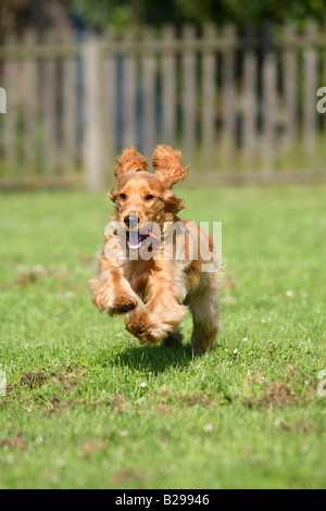 English Cocker Spaniel 6 mese Foto Stock