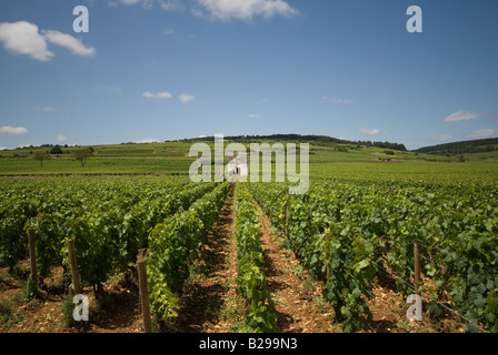 Vigneti nella periferia di Beaune Foto Stock