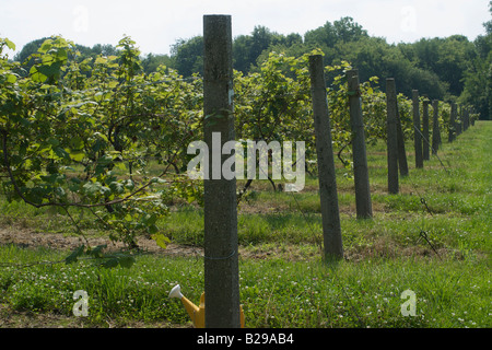 Vigneto messo nel vano in Ohio Foto Stock