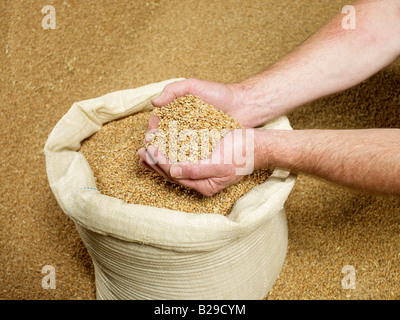 Una manciata di grano, frumento in un sacco di grano più dietro Foto Stock