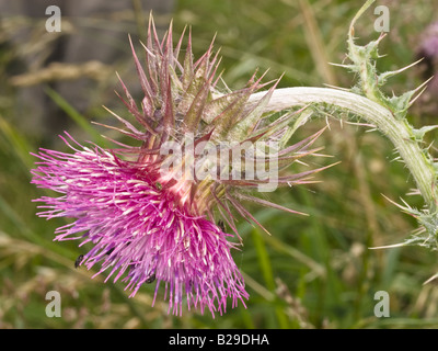 Musk Thistle Carduus nutans (Asteraceae) Foto Stock