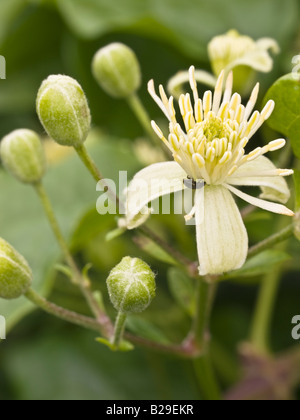I viaggiatori gioia Clematis vitalba (Ranunculaceae) Foto Stock