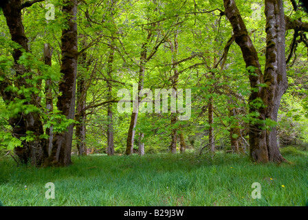 Elwha River Valley, il Parco Nazionale di Olympic, nello Stato di Washington Foto Stock