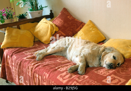 Il Golden Retriever Foto Stock