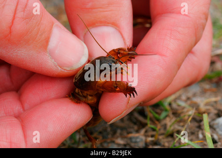 Unione Mole Cricket Foto Stock