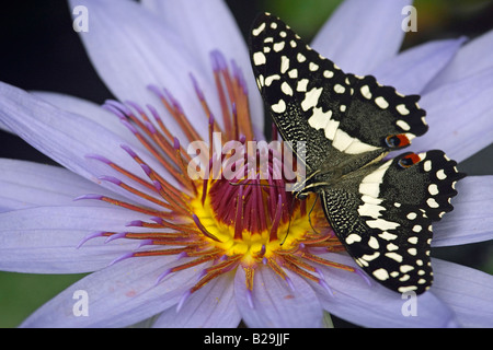 Farfalla della calce Foto Stock