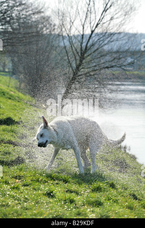 Pastore Svizzero bianco cane Foto Stock