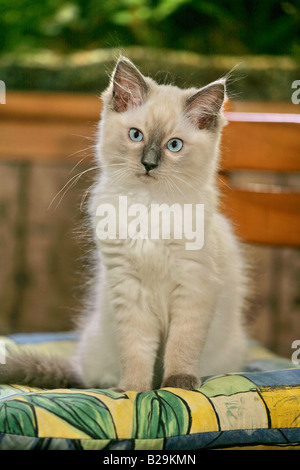 Ragdoll Foto Stock