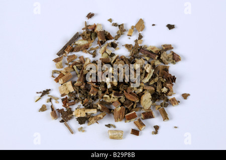 Cablin Patchouli Herb / Guang Huo Xiang Foto Stock