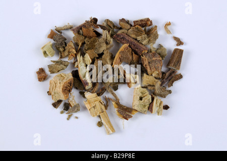 Cablin Patchouli Herb / Guang Huo Xiang Foto Stock