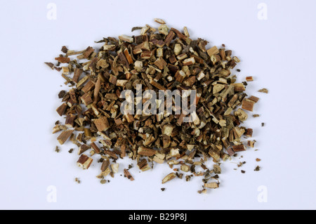 Cablin Patchouli Herb / Guang Huo Xiang Foto Stock