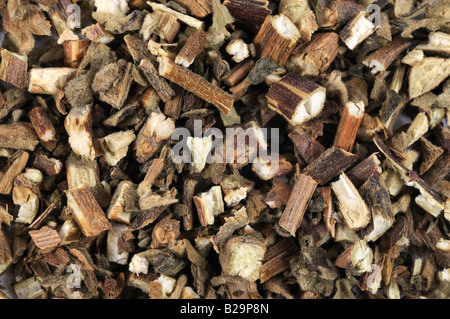 Cablin Patchouli Herb / Guang Huo Xiang Foto Stock