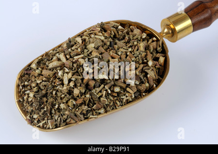 Cablin Patchouli Herb / Guang Huo Xiang Foto Stock