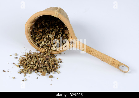 Cablin Patchouli Herb / Guang Huo Xiang Foto Stock