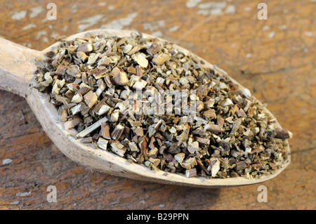 Cablin Patchouli Herb / Guang Huo Xiang Foto Stock