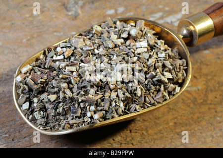 Cablin Patchouli Herb / Guang Huo Xiang Foto Stock