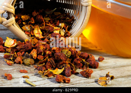 Cape Jasmine frutta / Zhi Zi Foto Stock