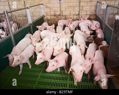 La sofferenza degli animali, molti dei suinetti in un piccolo recinto di maiale Sus scrofa domestica l allevamento suino, Heinsberg, Germania, Europa Tierleid Foto Stock