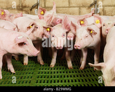 La sofferenza degli animali, molti dei suinetti in un piccolo recinto di maiale Sus scrofa domestica l allevamento suino, Heinsberg, Germania, Europa Tierleid Foto Stock