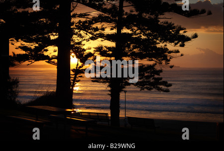 Un sunrise attraverso gli alberi di pino a Cronulla Beach, N.S.W in Australia. Foto Stock