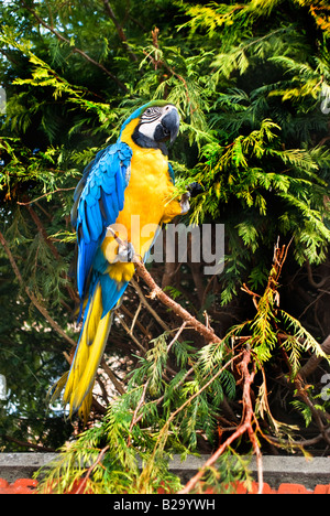 Blu e Giallo macaw arroccato in un giardino nel villaggio di Giverny Normandia Francia UE Foto Stock