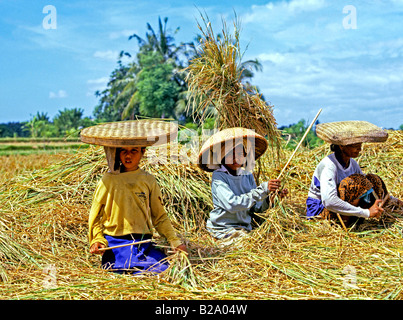 Raccolto di riso Bali Indonesia Data 28 03 2008 Ref WP B548 111653 0056 credito obbligatoria World Pictures Photoshot Foto Stock