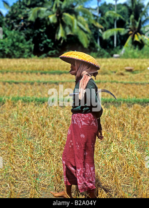 Raccolto di riso Bali Indonesia Data 28 03 2008 Ref WP B548 111653 0058 credito obbligatoria World Pictures Photoshot Foto Stock