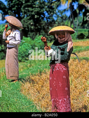 Raccolto di riso Bali Indonesia Data 28 03 2008 Ref WP B548 111653 0059 credito obbligatoria World Pictures Photoshot Foto Stock