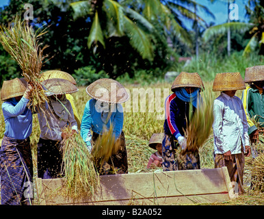 Raccolto di riso Bali Indonesia Data 28 03 2008 Ref WP B548 111653 0061 credito obbligatoria World Pictures Photoshot Foto Stock
