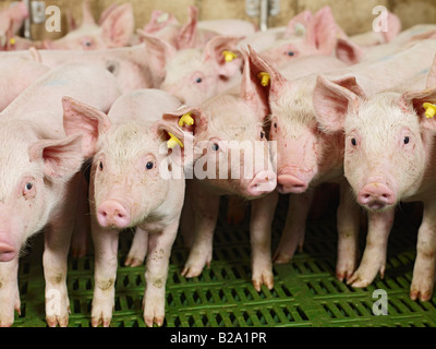 La sofferenza degli animali, molti dei suinetti in un piccolo recinto di maiale Sus scrofa domestica l allevamento suino, Heinsberg, Germania, Europa Tierleid Foto Stock