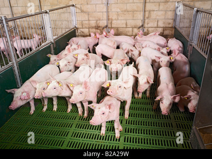 La sofferenza degli animali, molti dei suinetti in un piccolo recinto di maiale Sus scrofa domestica l allevamento suino, Heinsberg, Germania, Europa Tierleid Foto Stock