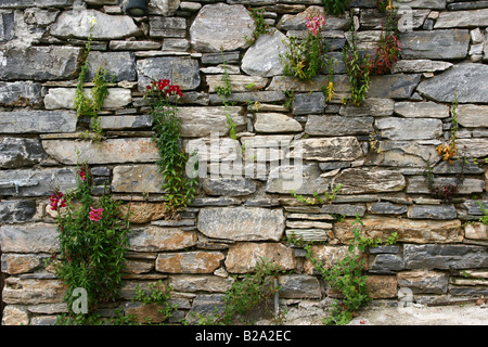 Grecia Tessaglia Milies sulle pendici del monte Pelion fiori che crescono al di fuori di un muro di pietra Foto Stock